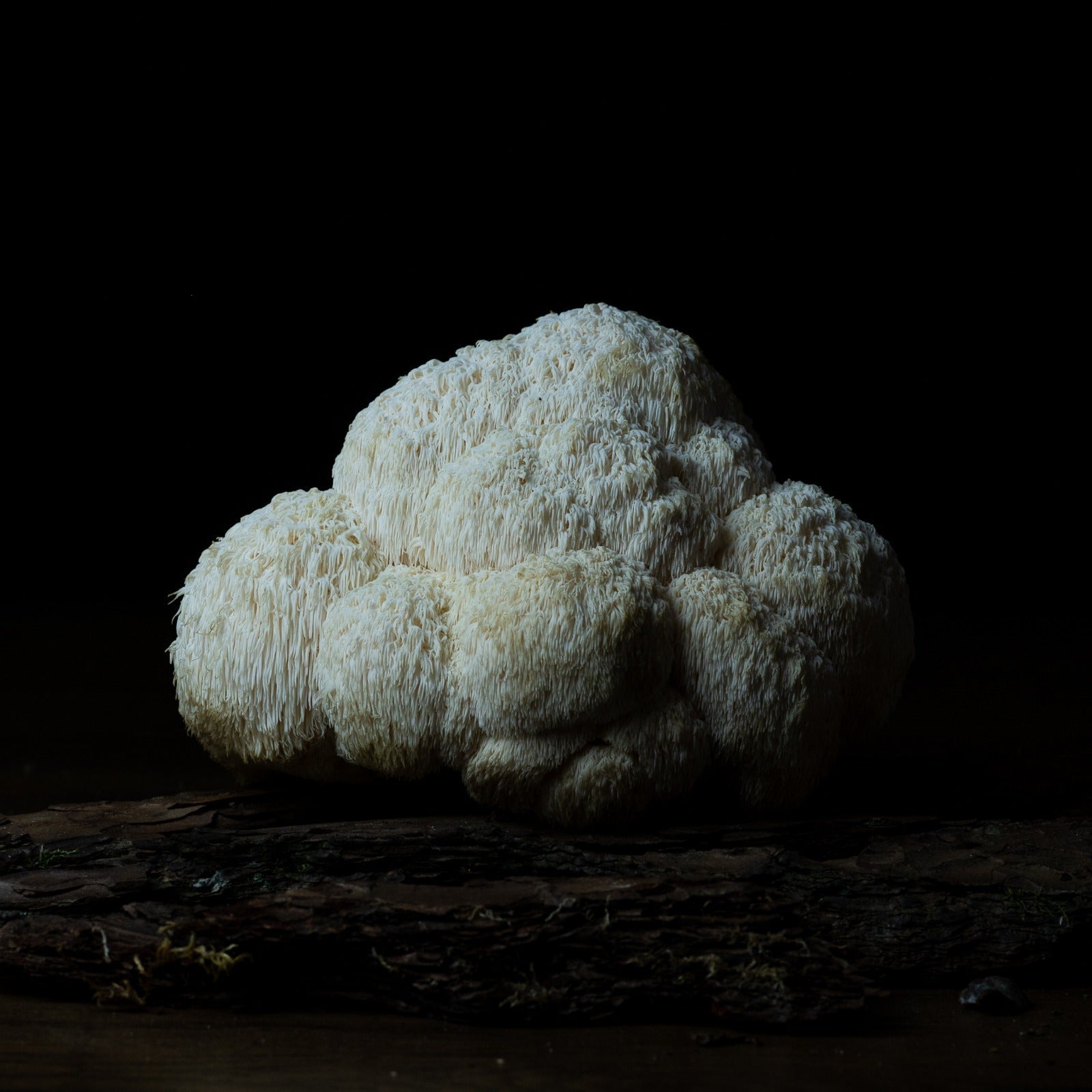 Découvrez les Bienfaits du Lion's Mane