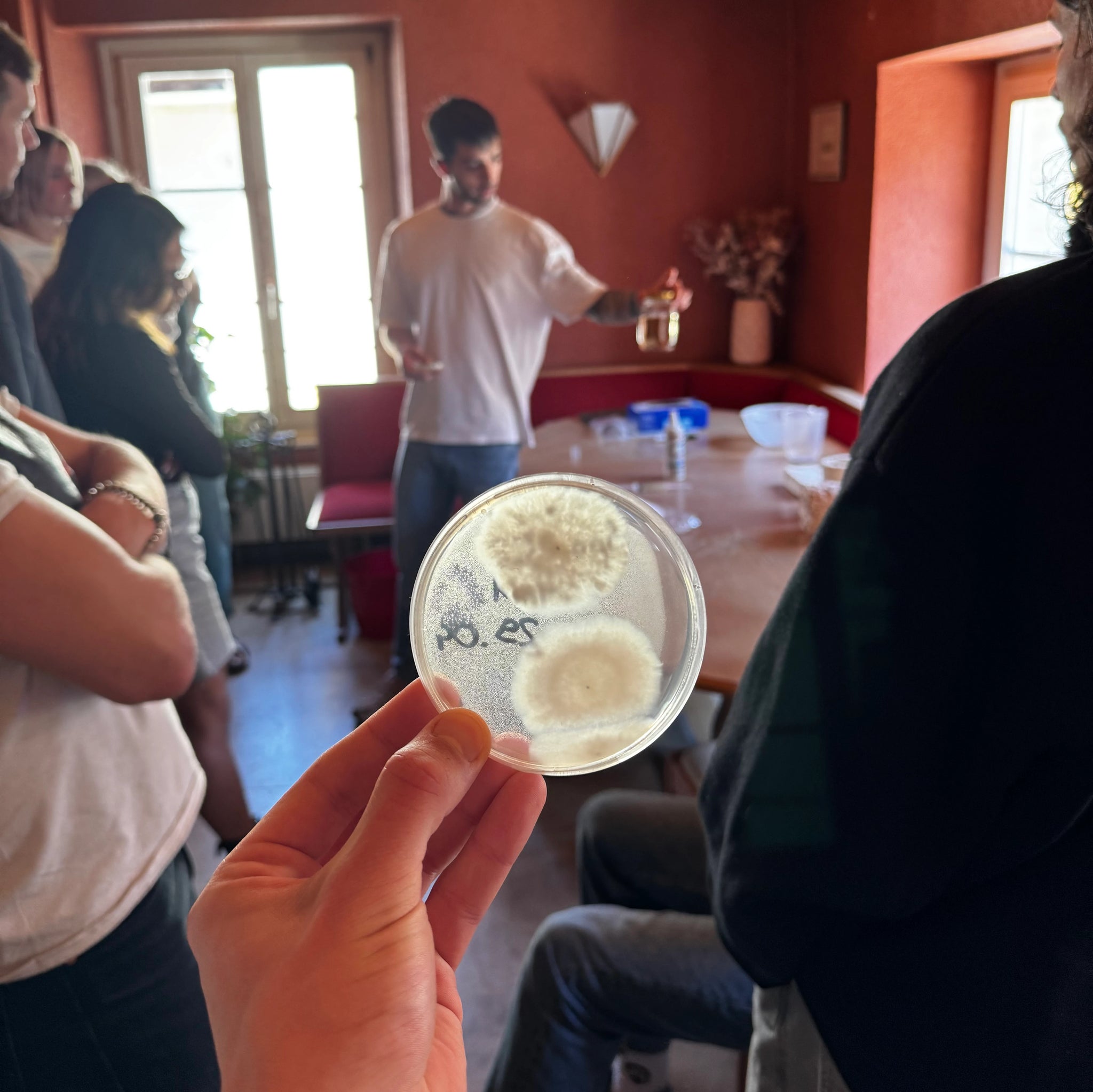 8 novembre 2025 - Atelier mycologie & culture de champignons - Estavayer‑le‑Lac