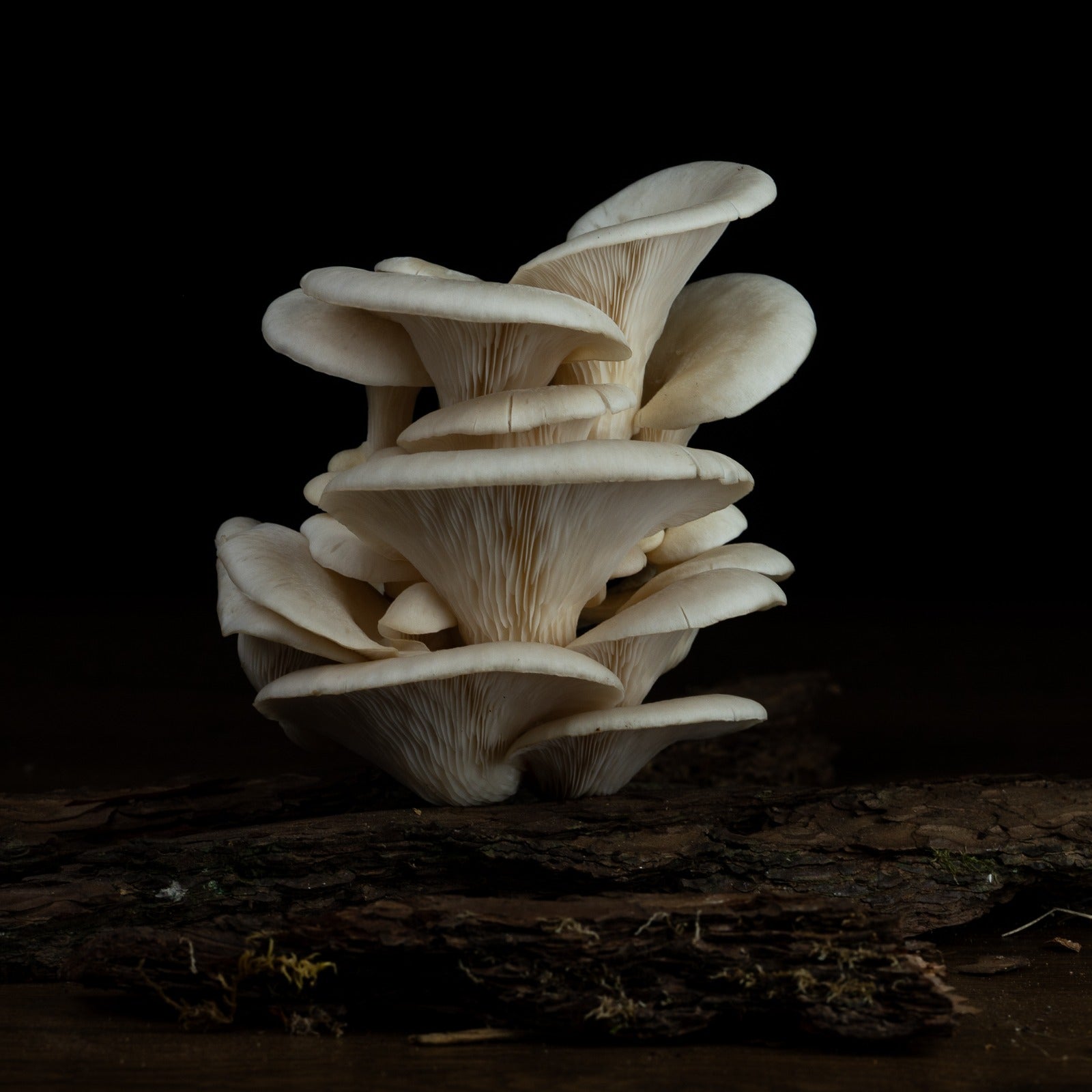 Kit de culture de champignons ludique et éducatif