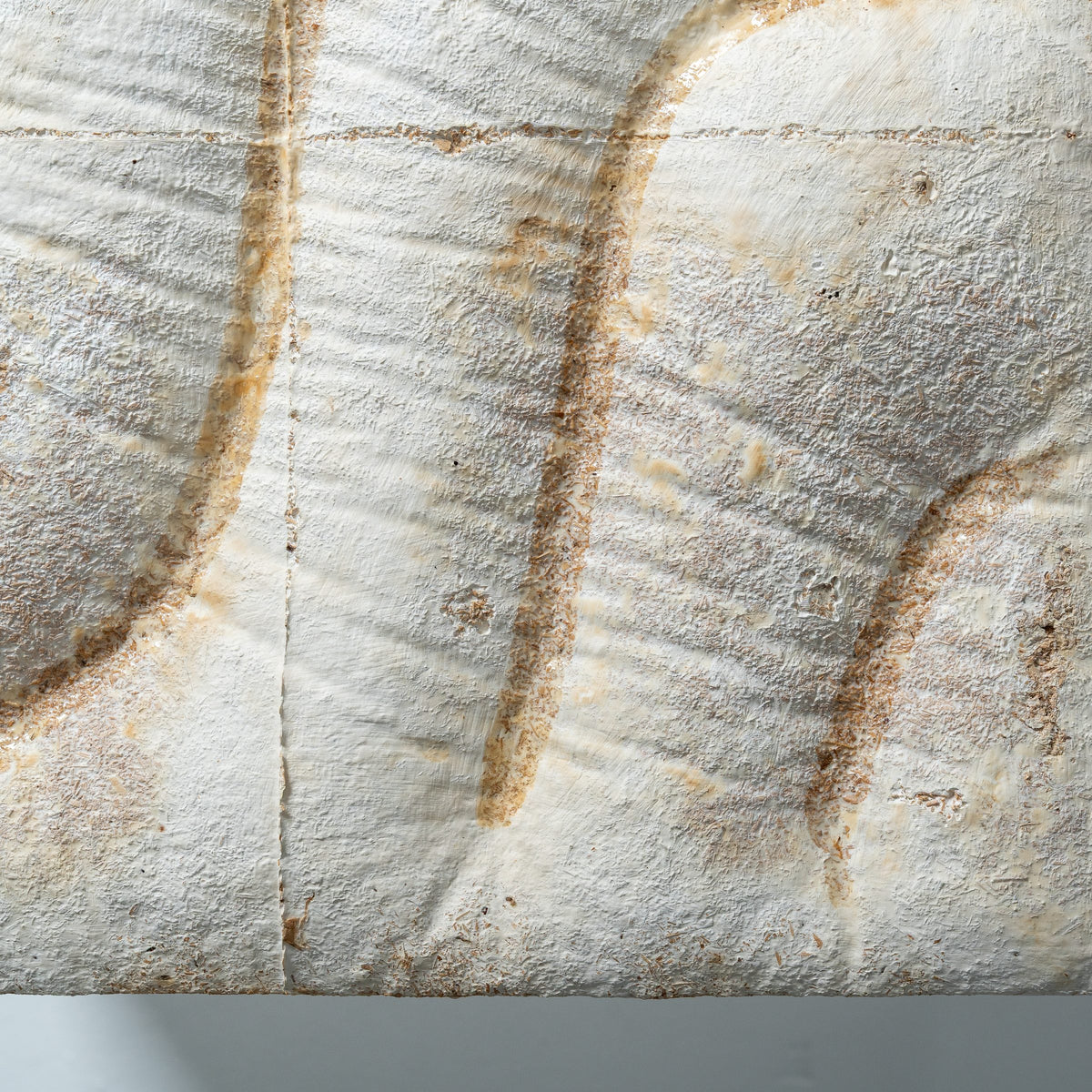 Relief en mycélium aux courbes dessinées par le moule, vu de dessus
